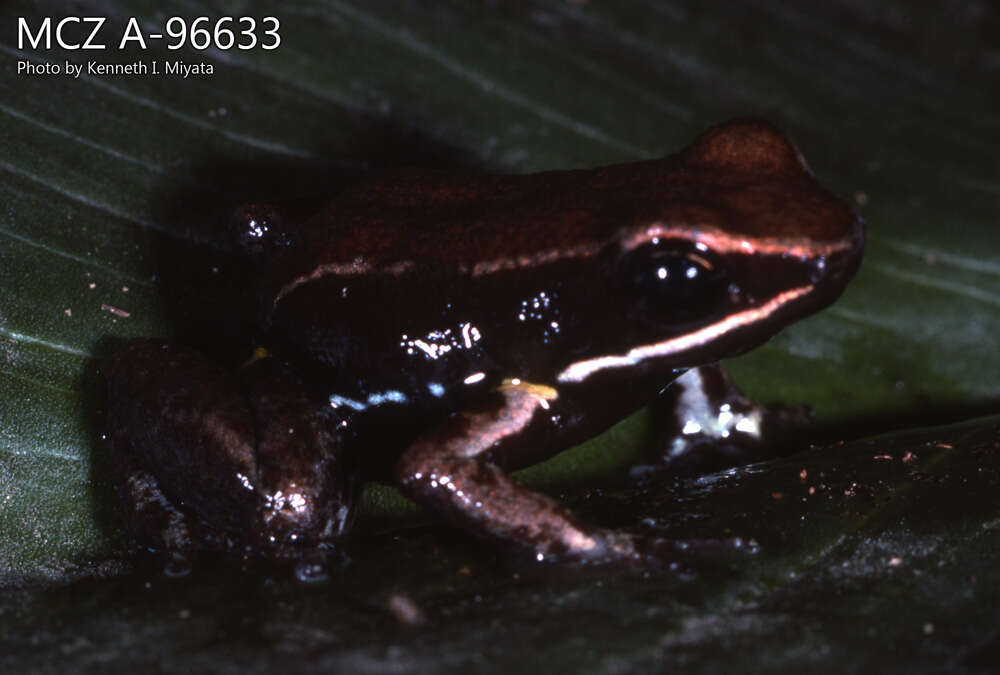 Image of Brilliant-thighed Poison Frog