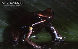 Image of Brilliant-thighed Poison Frog