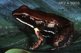 Image of Brilliant-thighed Poison Frog