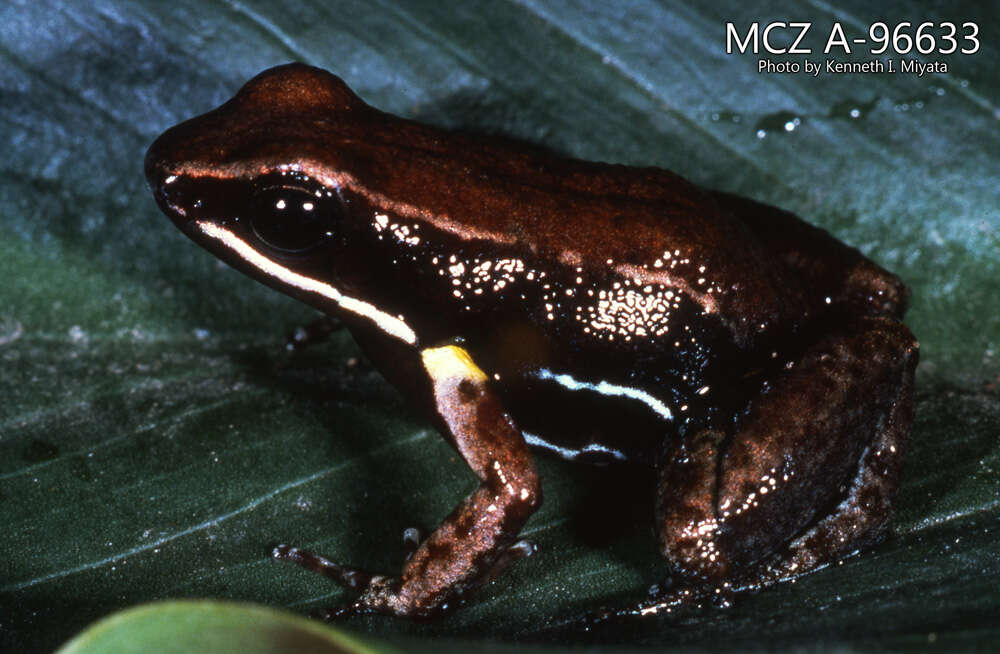 Image of Brilliant-thighed Poison Frog