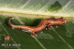 Image of Bolitoglossa peruviana (Boulenger 1883)