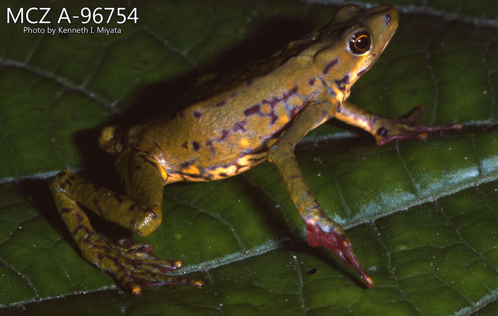 Image of Faisanes stubfoot toad