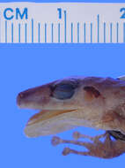 Image of Pristimantis aaptus (Lynch & Lescure 1980)