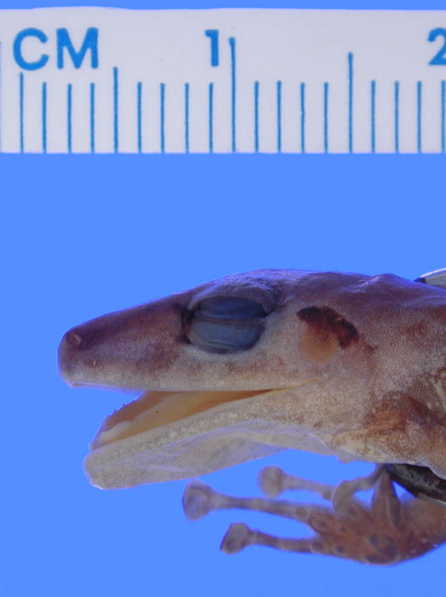 Image of Pristimantis aaptus (Lynch & Lescure 1980)