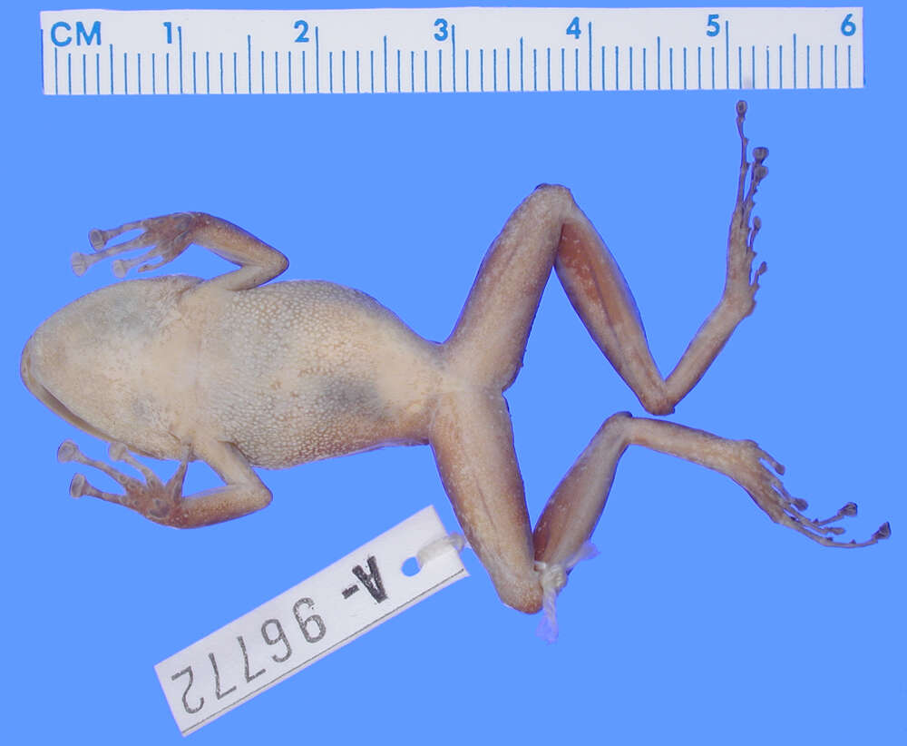 Image of Pristimantis aaptus (Lynch & Lescure 1980)