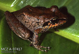 Imagem de Pristimantis w-nigrum (Boettger 1892)