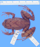 Image of Pristimantis surdus (Boulenger 1882)