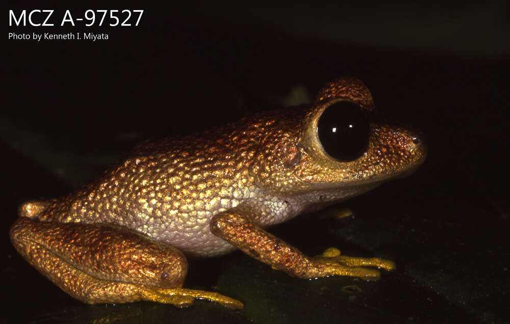 صورة Pristimantis calcarulatus (Lynch 1976)