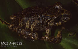 Image de Pristimantis latidiscus (Boulenger 1898)