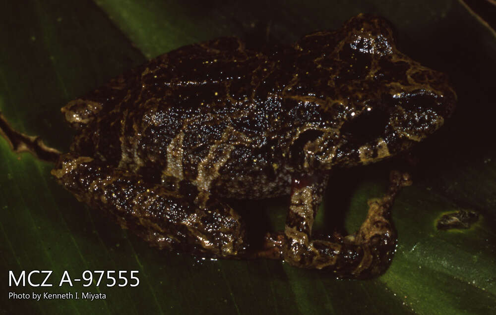 Imagem de Pristimantis latidiscus (Boulenger 1898)