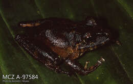 Image de Pristimantis latidiscus (Boulenger 1898)