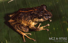 Image of Pristimantis muricatus (Lynch & Miyata 1980)