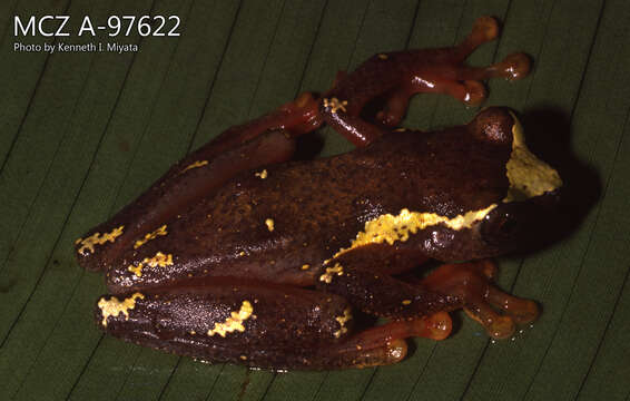 Imagem de Dendropsophus sarayacuensis (Shreve 1935)