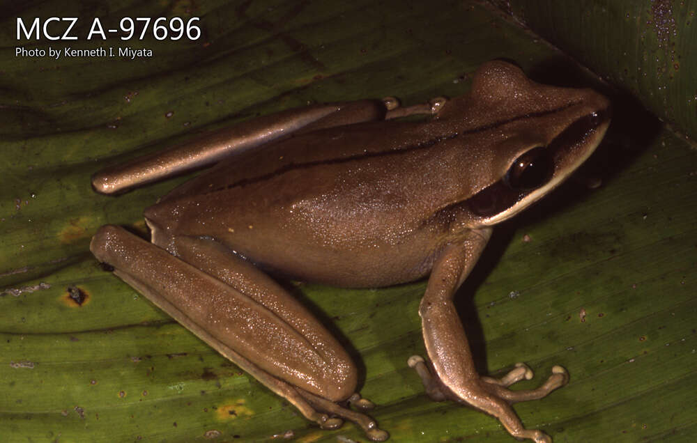 Boana lanciformis (Cope 1871) resmi