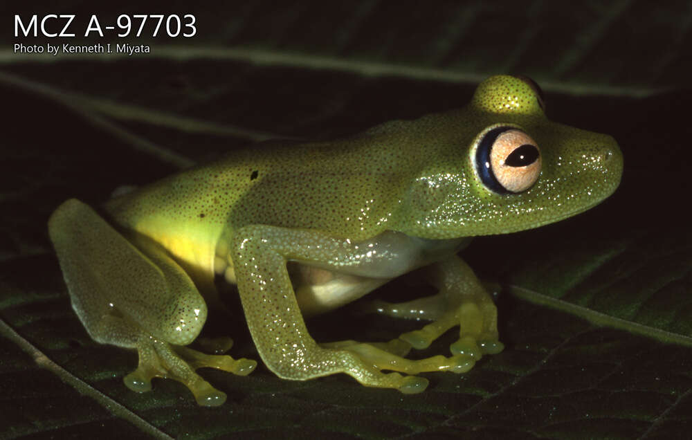 Image of Demerara Falls Treefrog