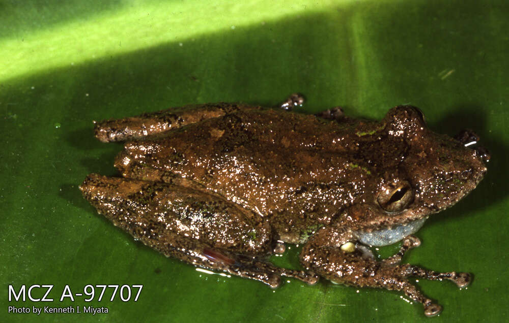 Imagem de Scinax sugillatus (Duellman 1973)