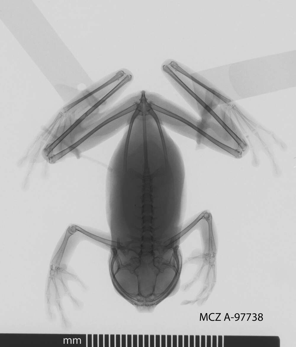 Image of Hyloscirtus alytolylax (Duellman 1972)