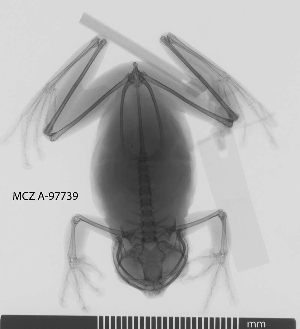 Hyloscirtus alytolylax (Duellman 1972)的圖片