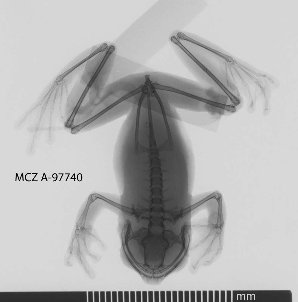 Image of Hyloscirtus alytolylax (Duellman 1972)