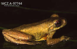 Image of executioner treefrog
