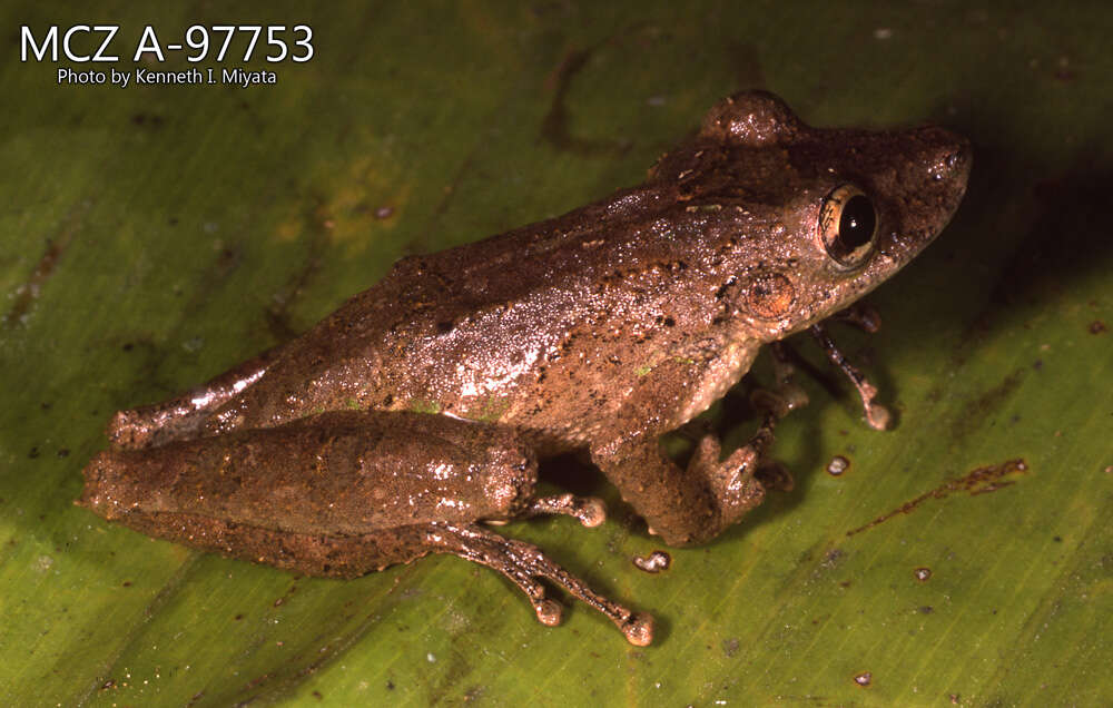 Image of Scinax garbei (Miranda-Ribeiro 1926)