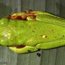 Image of warty leaf frog