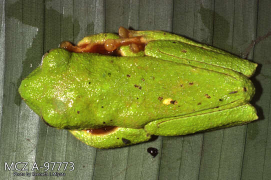 Image of warty leaf frog