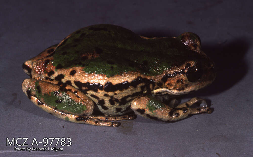 Image de Gastrotheca riobambae (Fowler 1913)