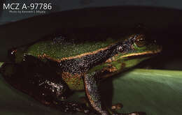 Imagem de Gastrotheca plumbea (Boulenger 1882)