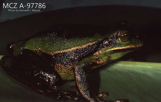 Image of Silver marsupial frog