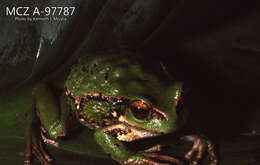 Image de Gastrotheca riobambae (Fowler 1913)