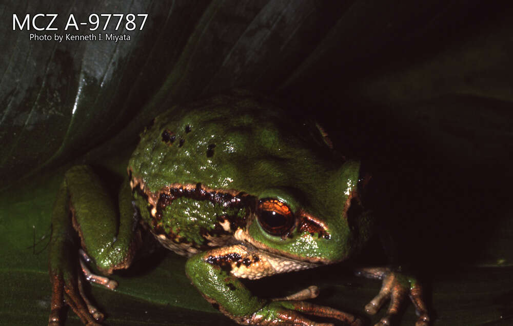 Image of Riobamba Marsupial Frog