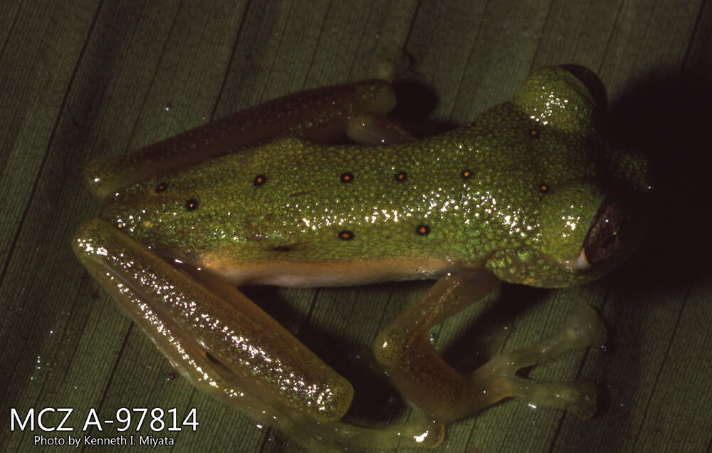 Image of Nymphargus cochranae (Goin 1961)