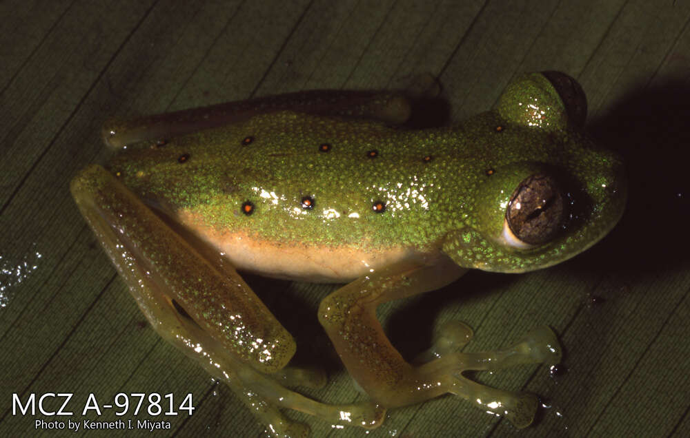 Image of Nymphargus cochranae (Goin 1961)