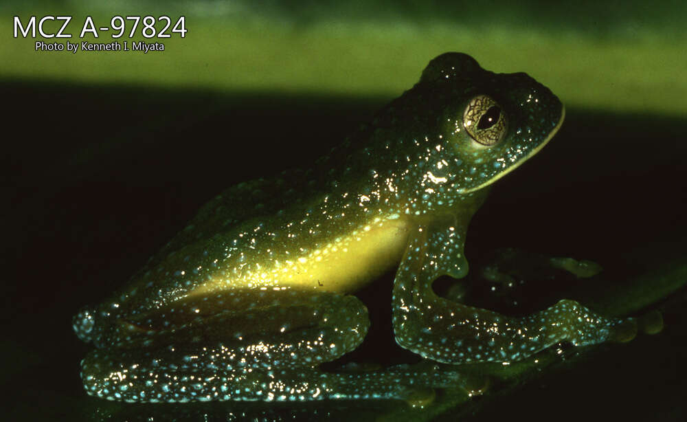 Image of Bumpy Glassfrog