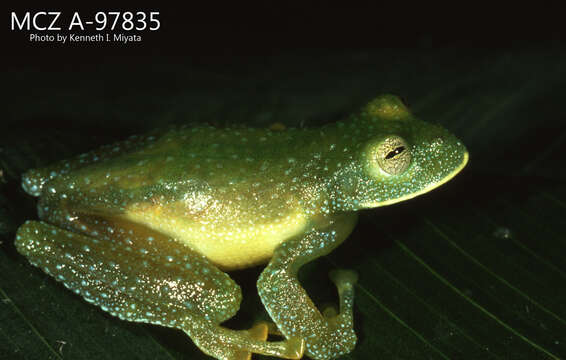 Image of Bumpy Glassfrog