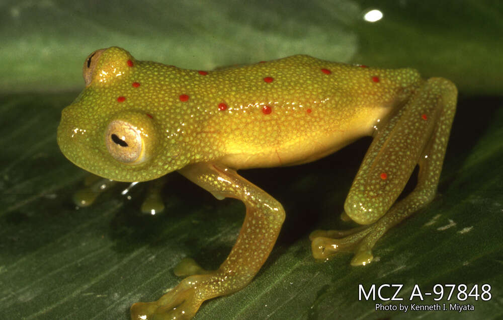 Image of Nymphargus grandisonae (Cochran & Goin 1970)