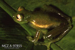 Image of Nymphargus griffithsi (Goin 1961)