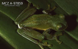 Image of glass frogs