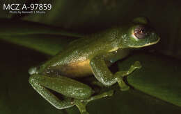Image of Buckley's giant glass frog