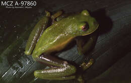 Image of Buckley's giant glass frog