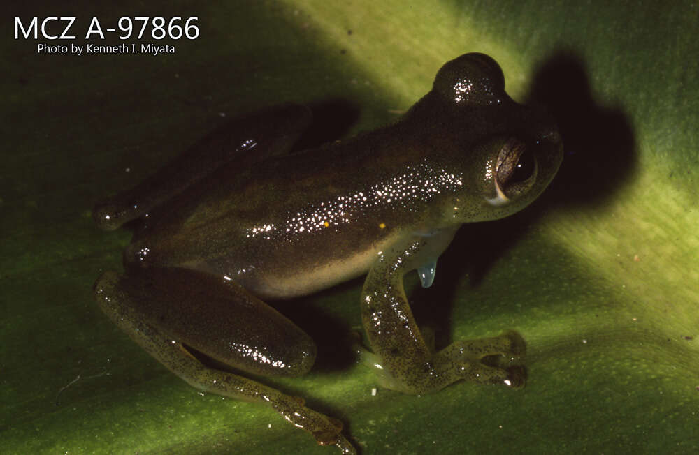 Image of emerald glass frog