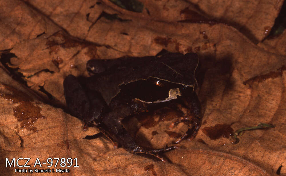 Image of Rhaebo haematiticus (Cope 1862)