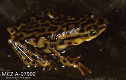 Image of Elegant Stubfoot Toad