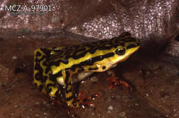 Image of Elegant Stubfoot Toad