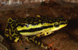 Image of Elegant Stubfoot Toad