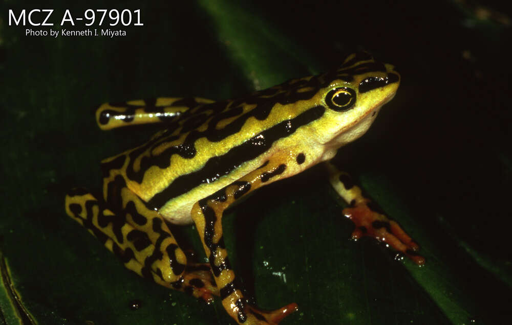 Image of Elegant Stubfoot Toad