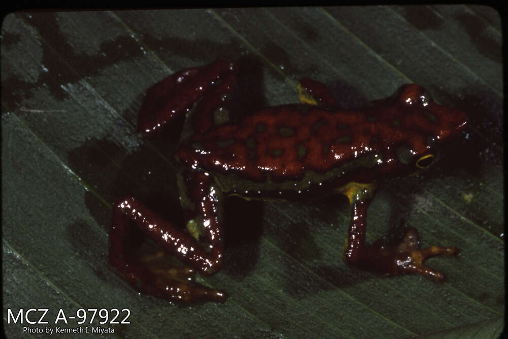 Atelopus mindoensis Peters 1973的圖片