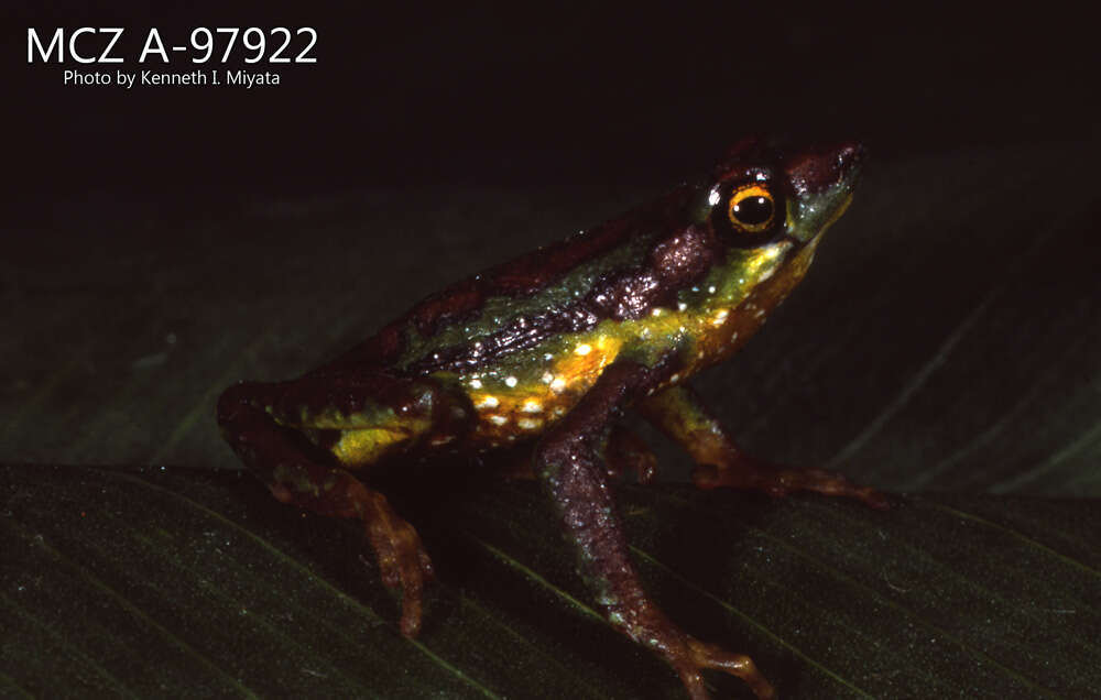 Atelopus mindoensis Peters 1973的圖片