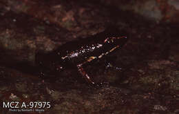 Image of Espinosa Poison Frog